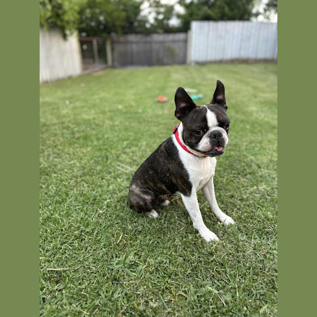 Photo of Remy   4 Year Old Boston Terrier