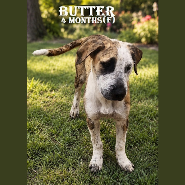 Photo of Butter