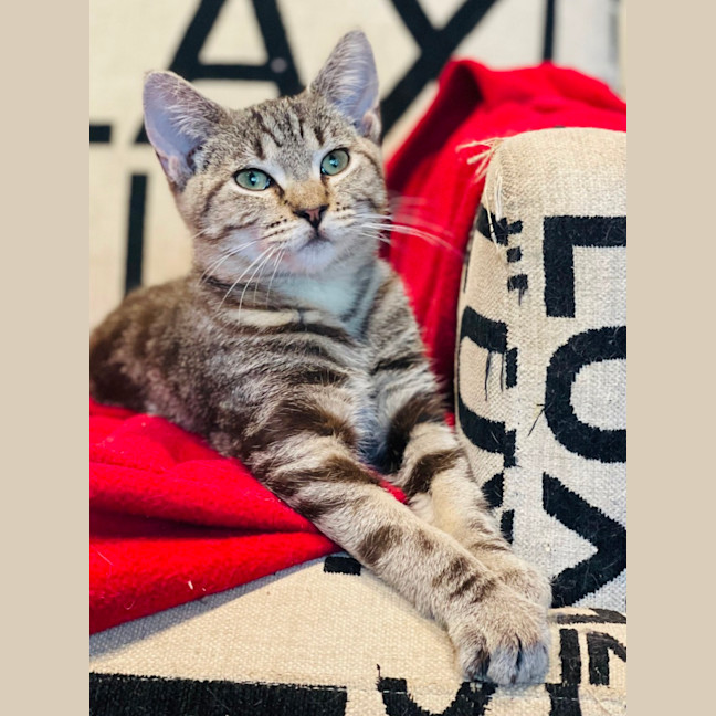 Photo of Skylar   Located In Pascoe Vale 