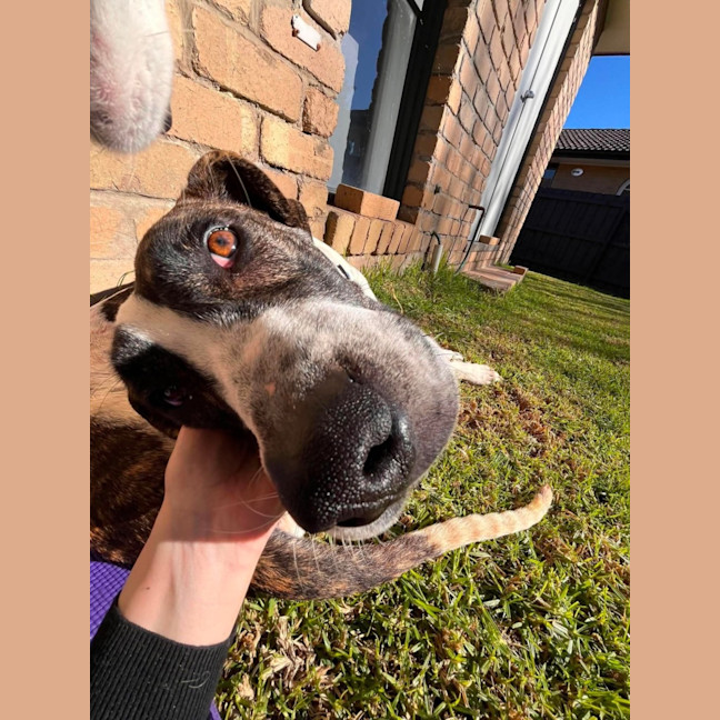 Photo of Scooby