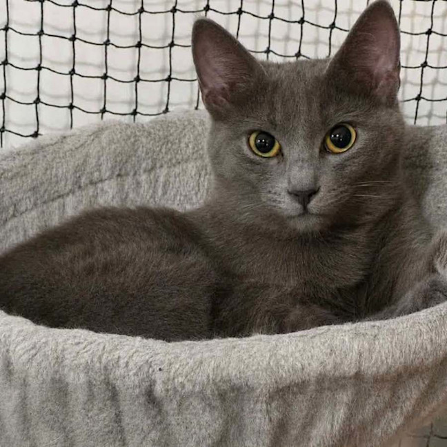 Photo of 14432   Gracie