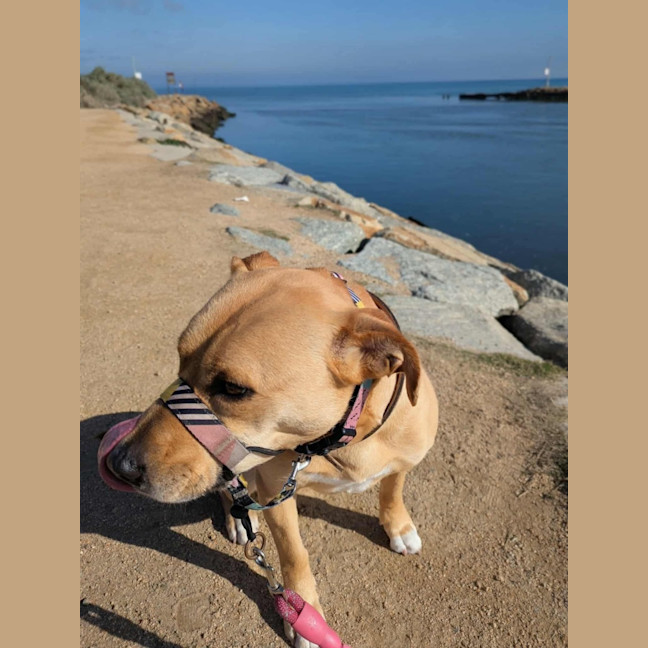 Photo of Apple Crumble