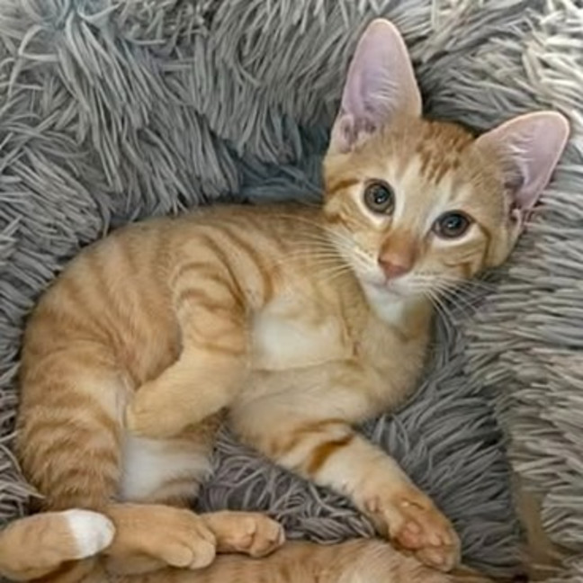 Photo of Tucker