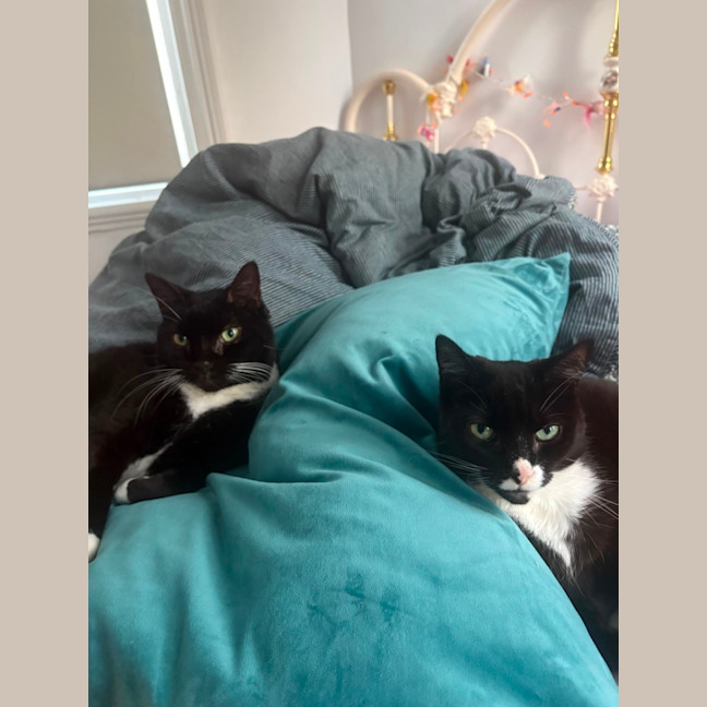 Photo of Hershey & Kiss