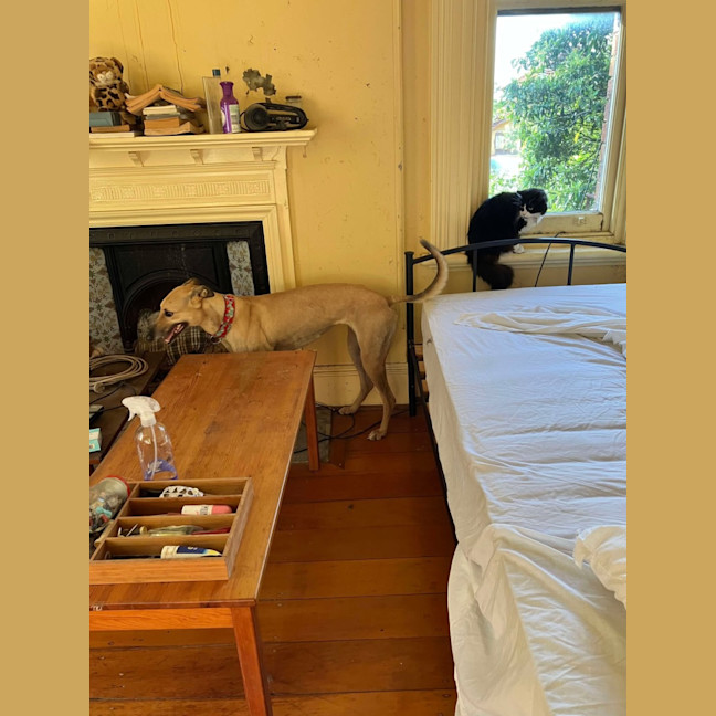 Photo of Toffee, The Cat Friendly Greyhound