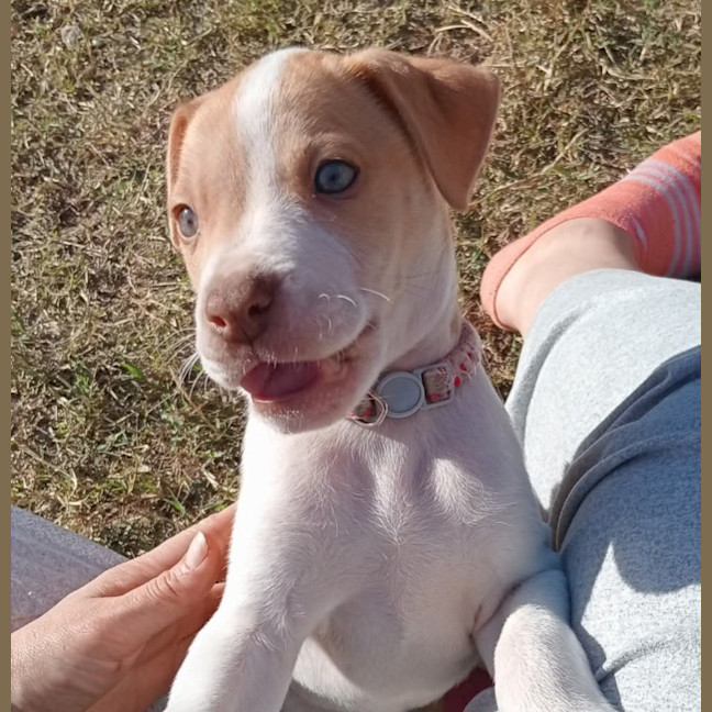 Photo of Gypsy