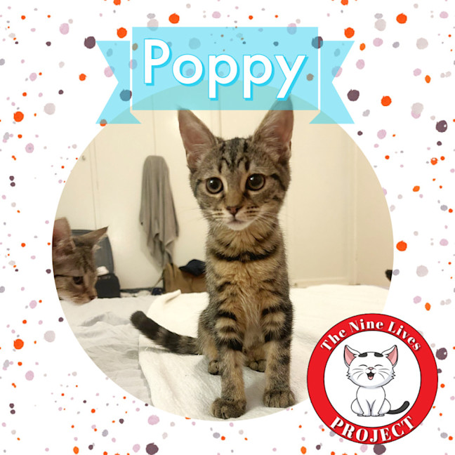 Photo of Poppy *9 Lives Project Rescue*
