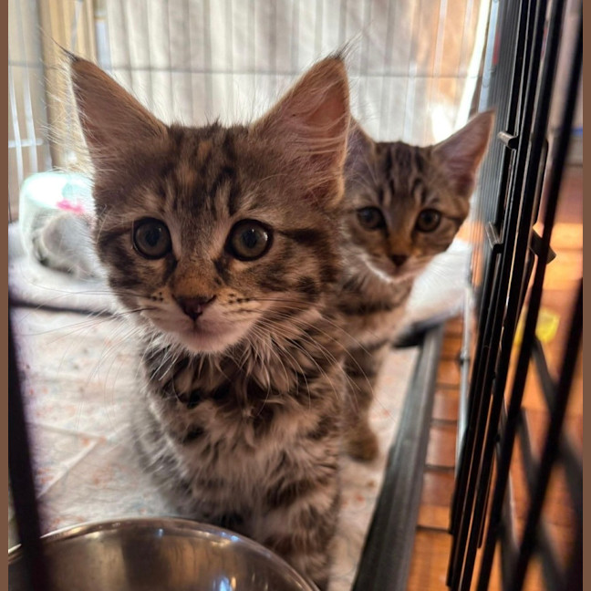 Photo of Peach & Plum 