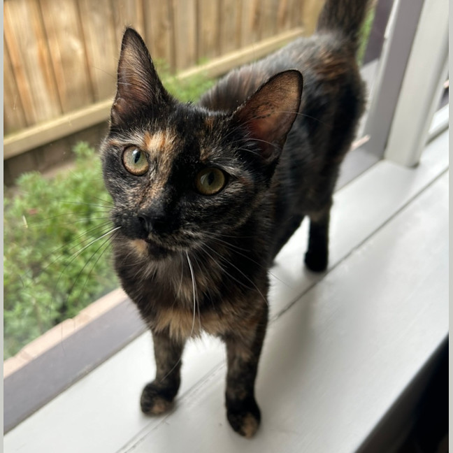 Photo of Strawberry 🍓 