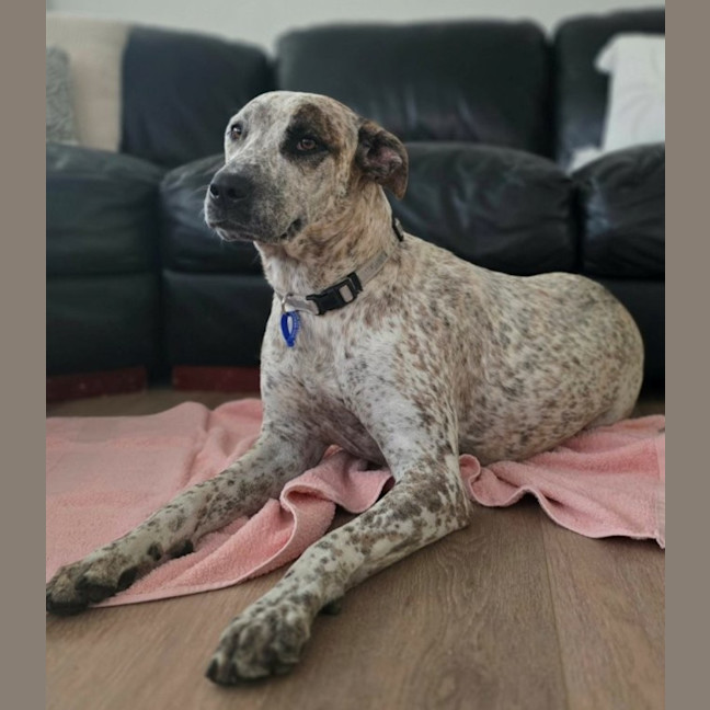 Photo of Indi   1 Year Old Great Dane X Cattle Dog