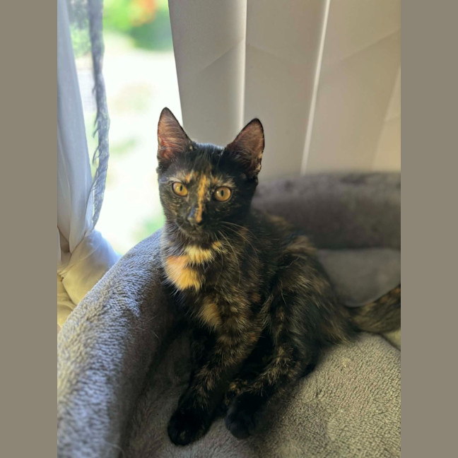 Photo of Whisper