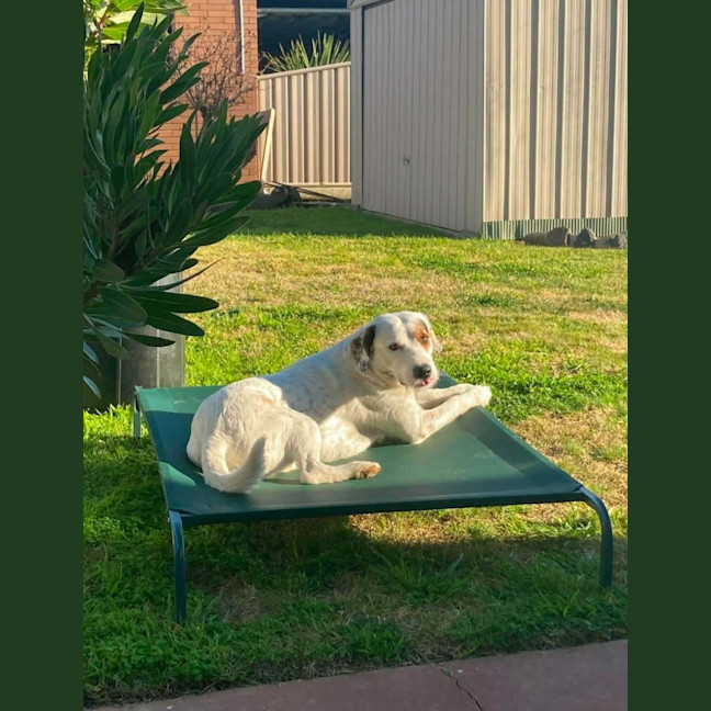 Photo of Kimba 