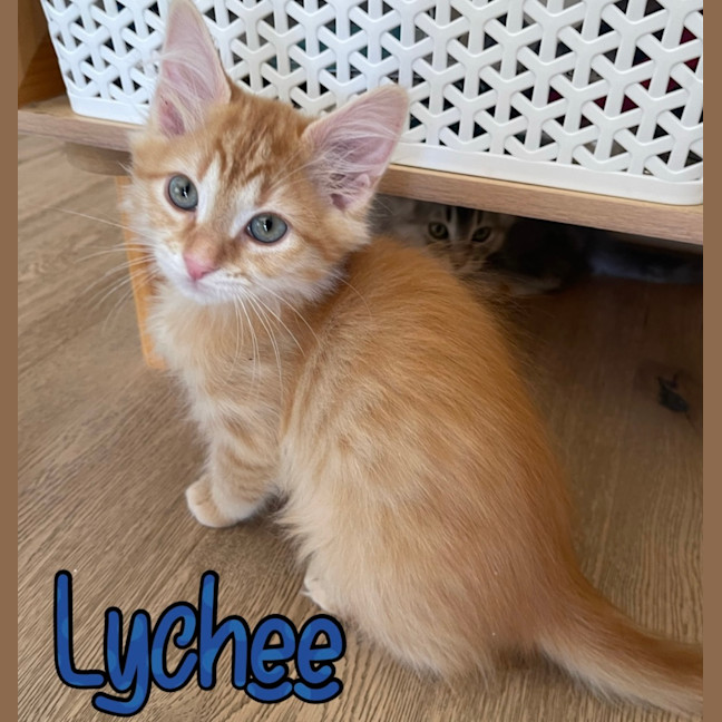 Photo of Lychee