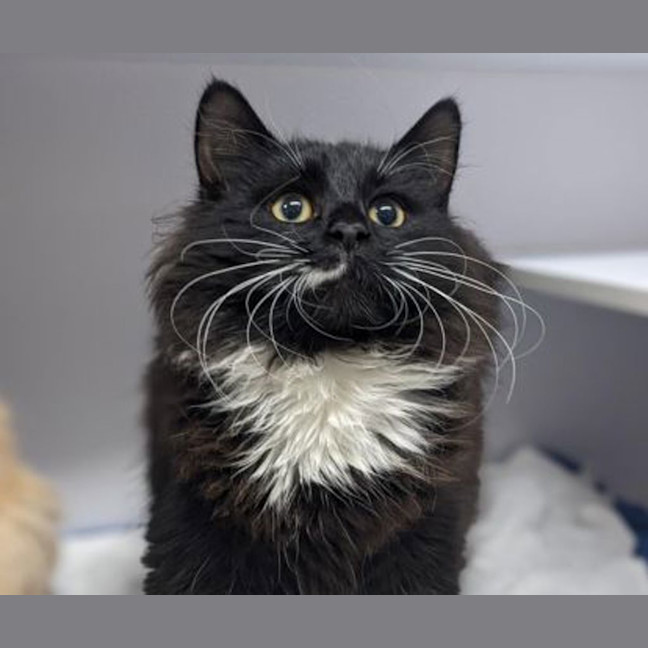 Photo of Boggle