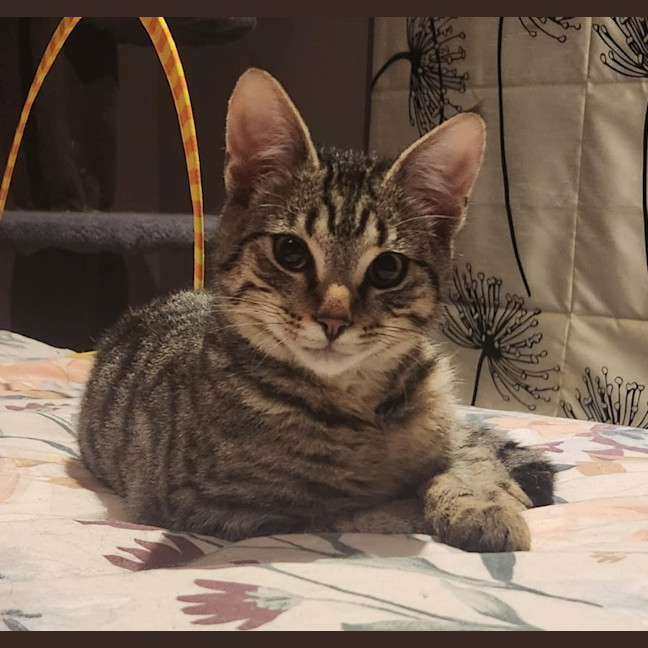 Photo of Cornelius   In Foster Care In Templestowe