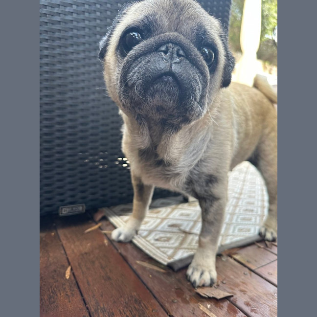 Photo of Prince 👑