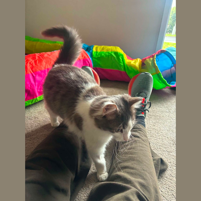 Photo of Sprinkles