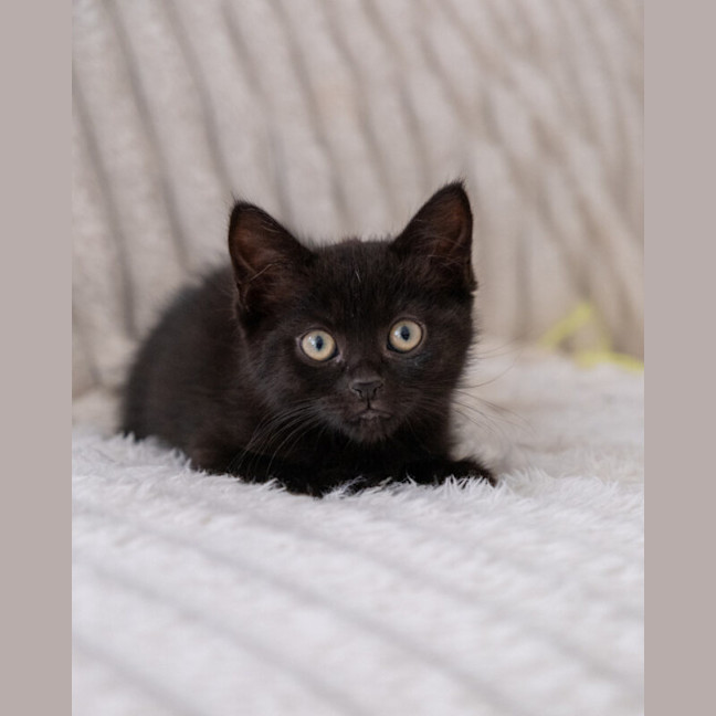 Photo of Midnight