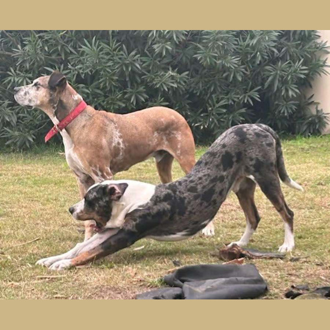 Photo of Bart & Cujo