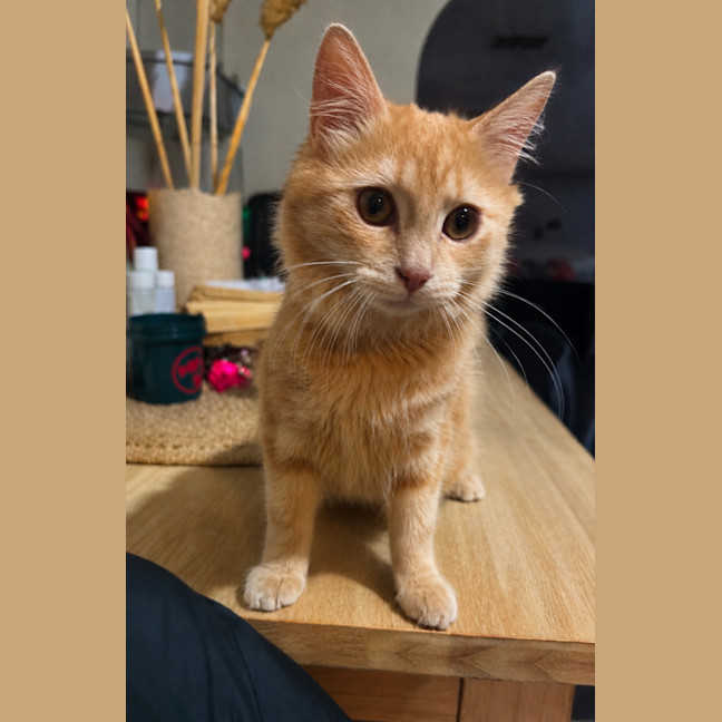 Photo of Butternut