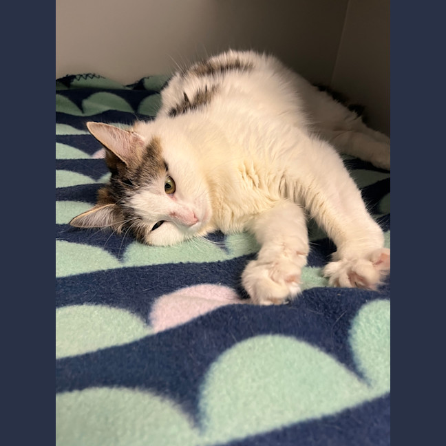 Photo of Lainey 