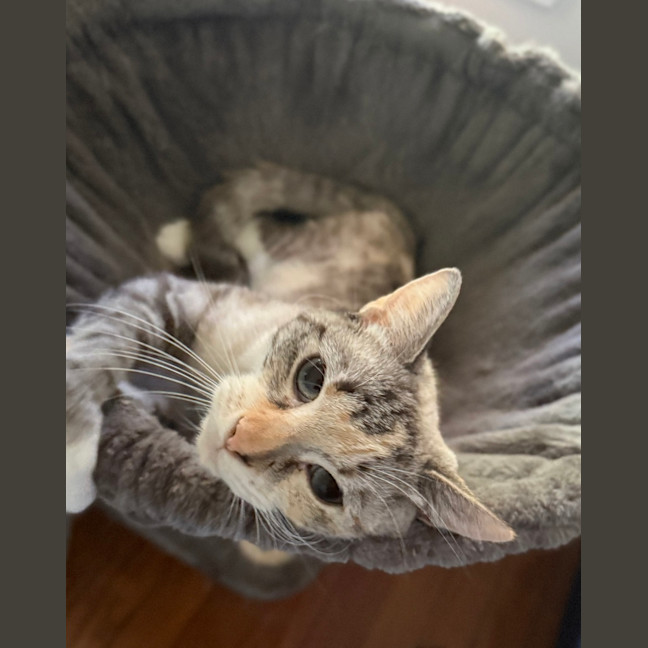 Photo of Violet