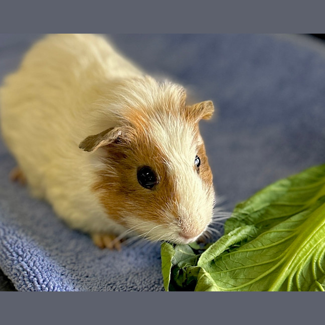 Photo of Cheddar