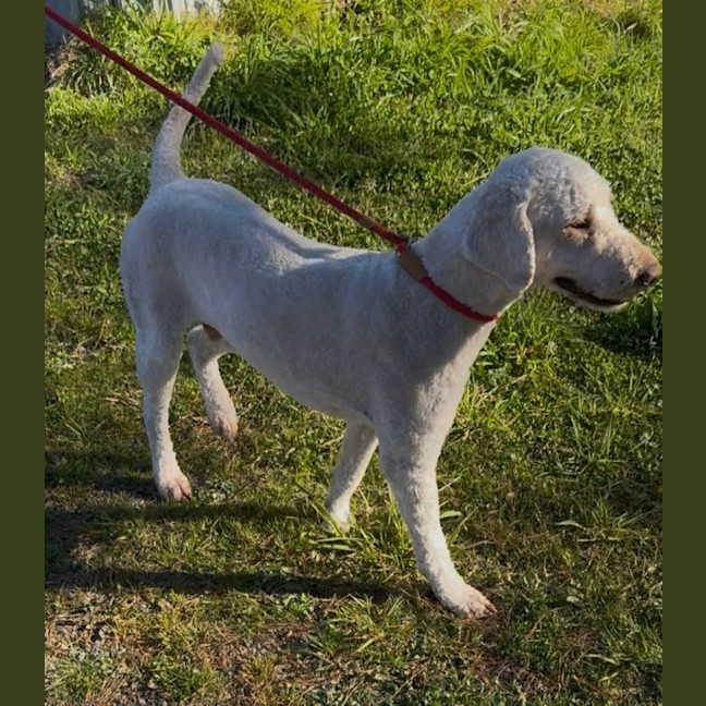Photo of Teddy
