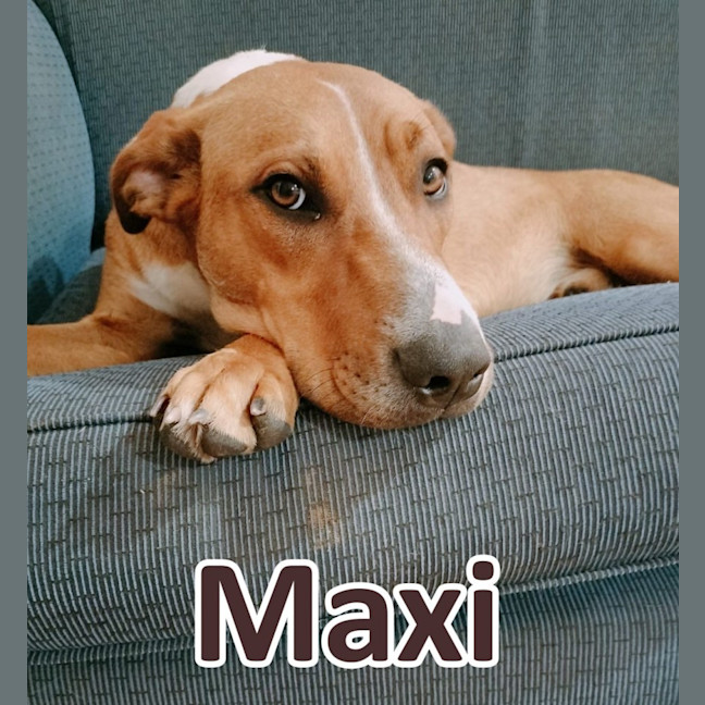Photo of Maxi