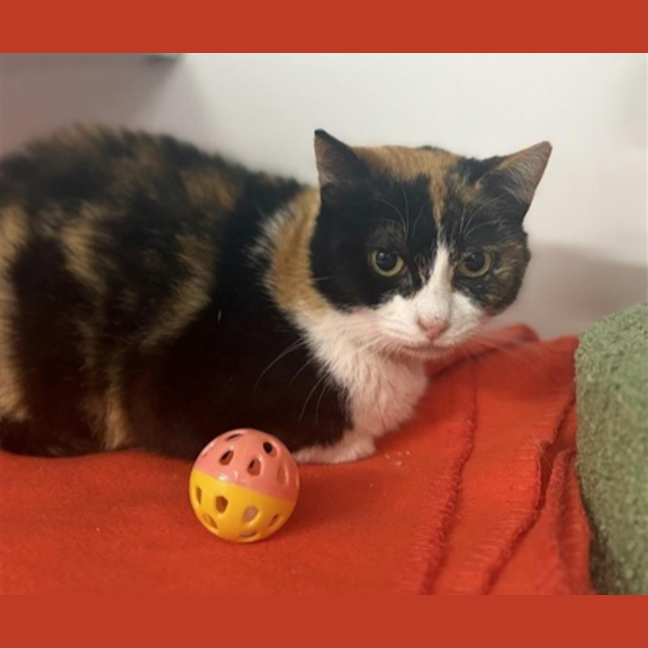 Photo of Petunia