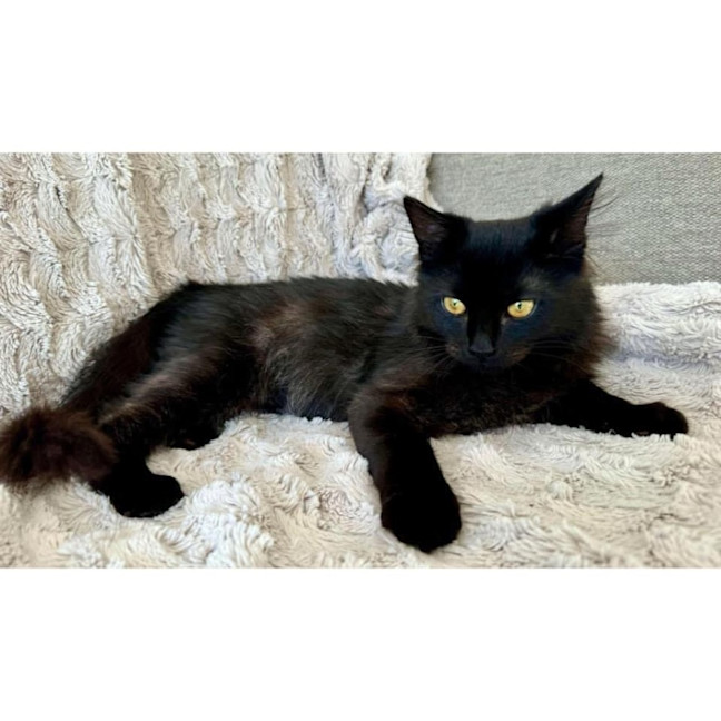 Photo of 10635   Toothless