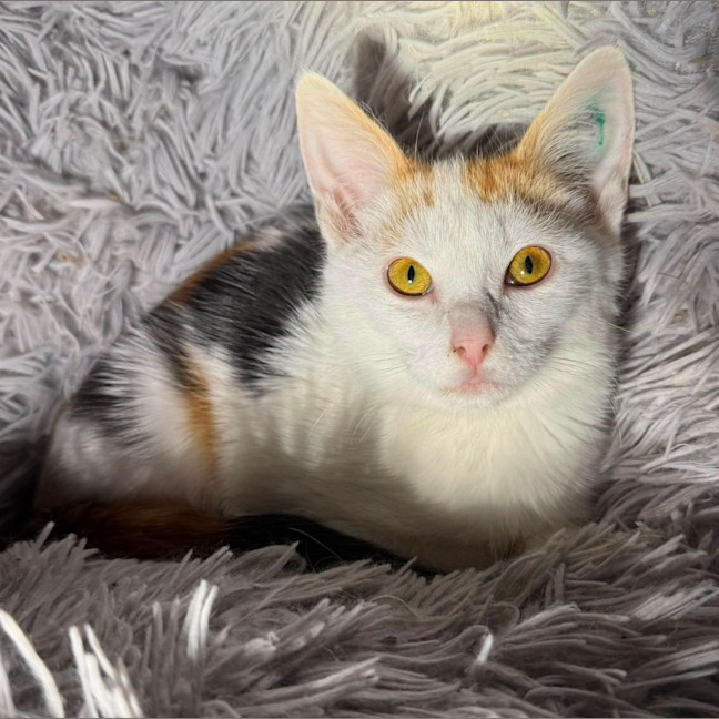 Photo of Liberty