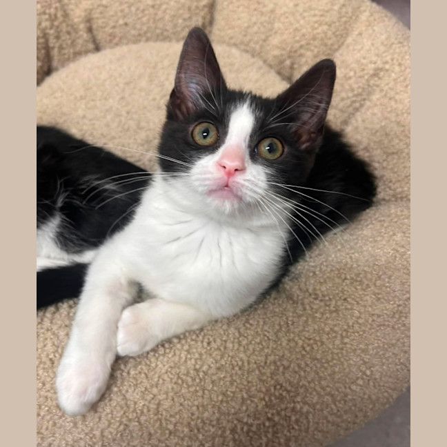 Photo of Tortelleni   In Foster Care In Ashburton