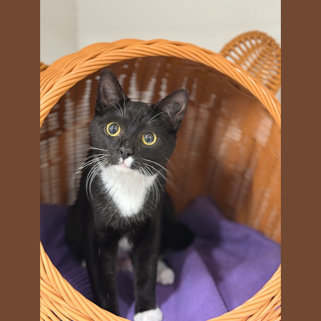 Photo of Dixie