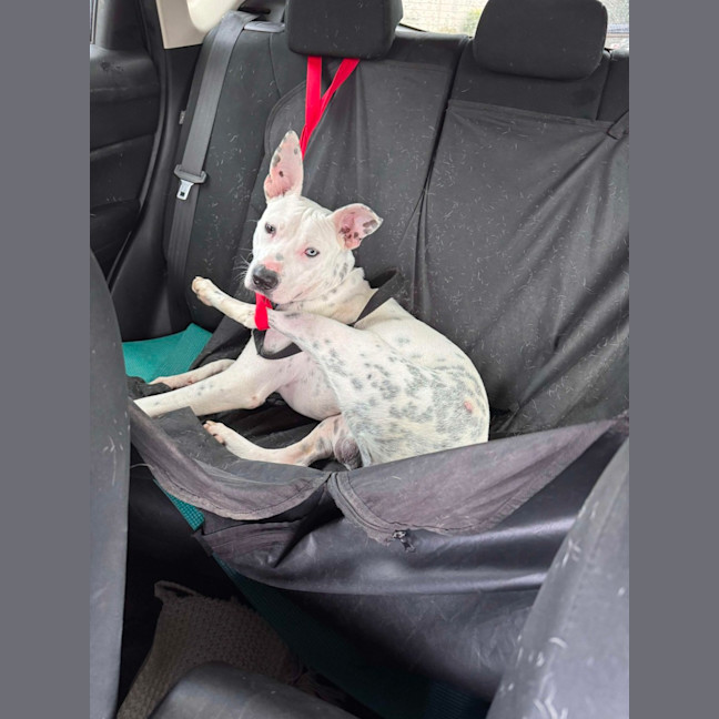 Photo of Sunny   1 Year Old Cattle Dog X