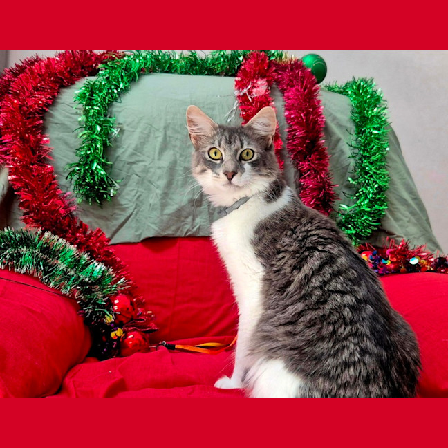 Photo of Gandalf (9084)