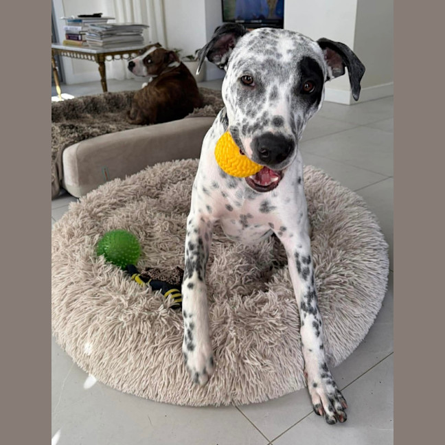 Photo of Teddy   6 Month Old Cattle Dog X