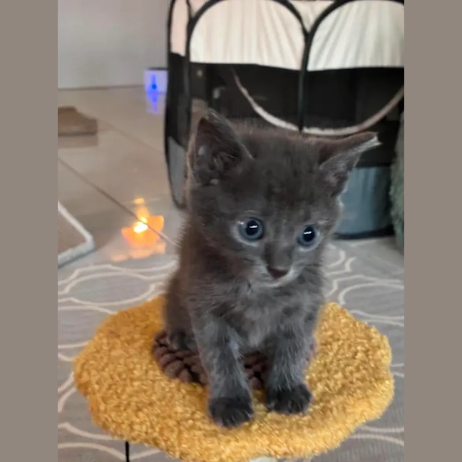 Photo of Piper