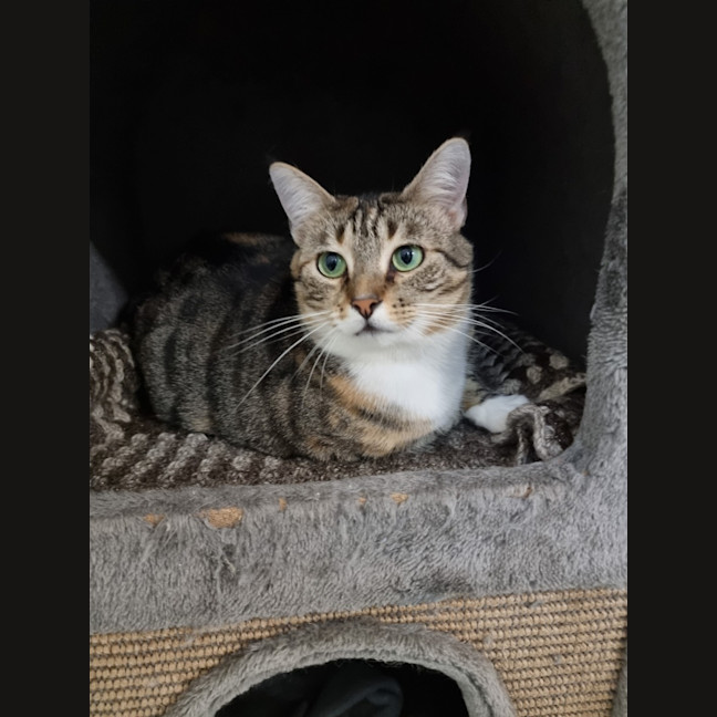 Photo of Dahlia