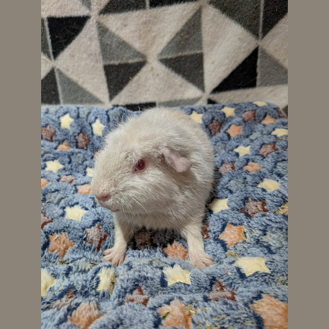 Photo of Gibbs