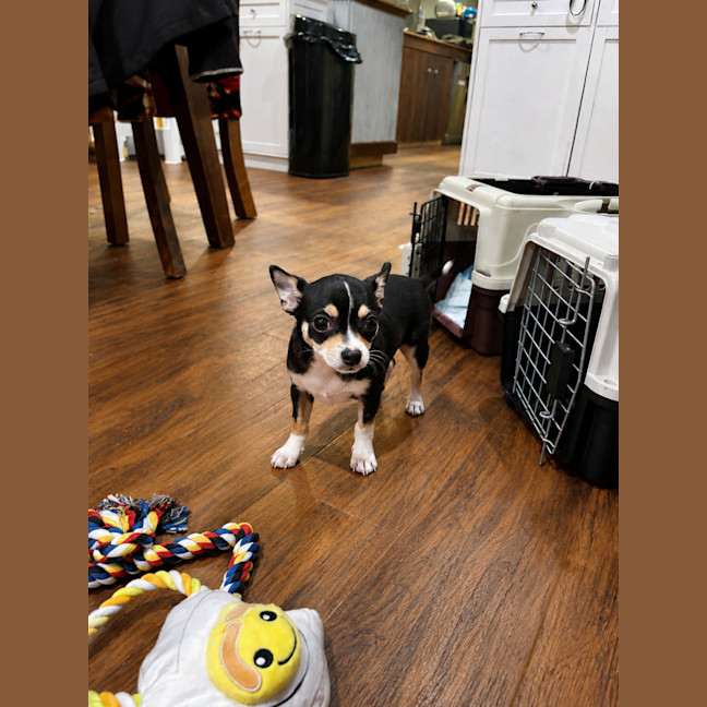 Photo of Teddy
