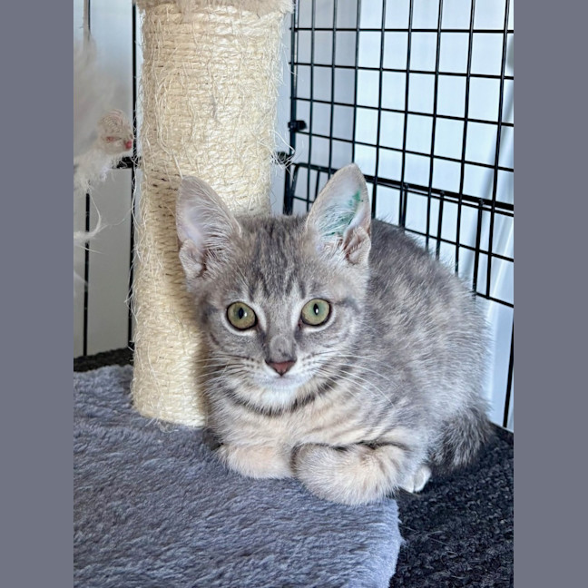 Photo of Macadamia