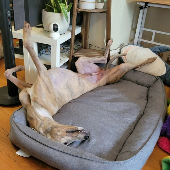 Photo of Ace, The Greyhound 