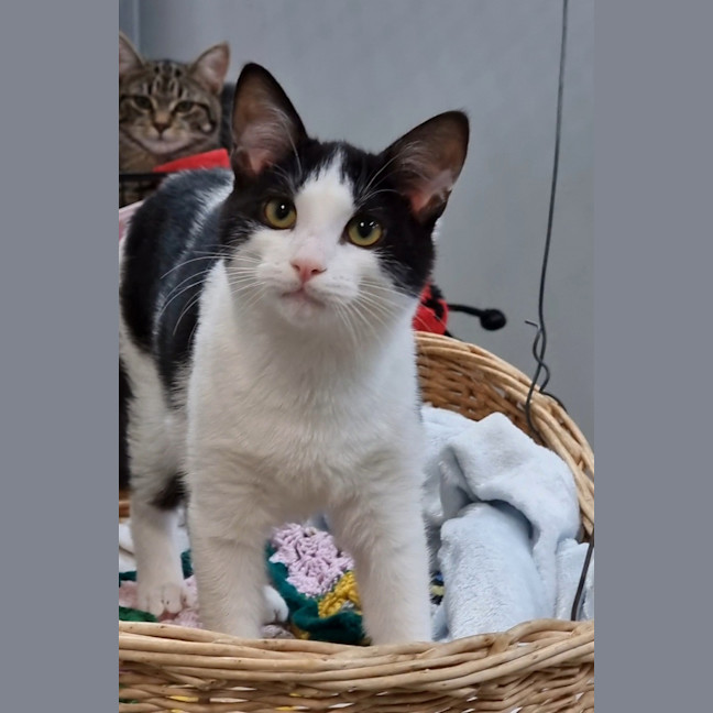 Photo of Casper