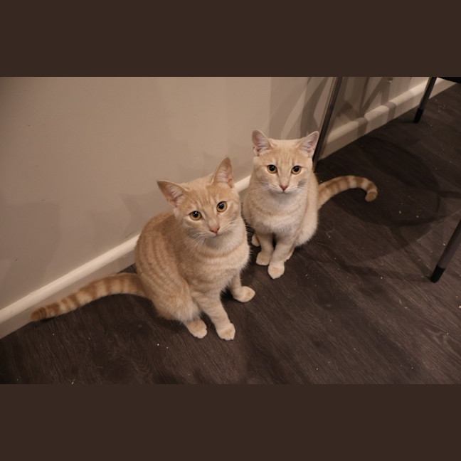 Photo of Cosmo