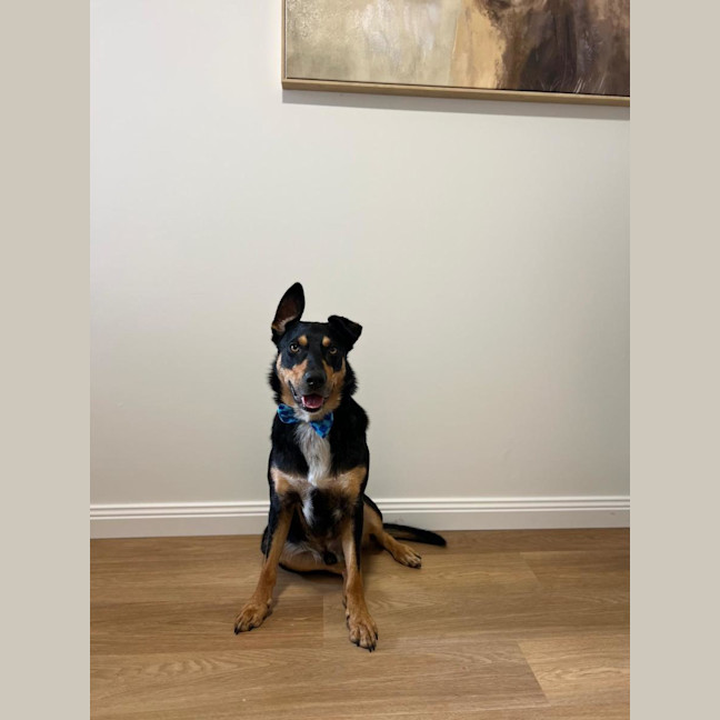 Photo of Draco