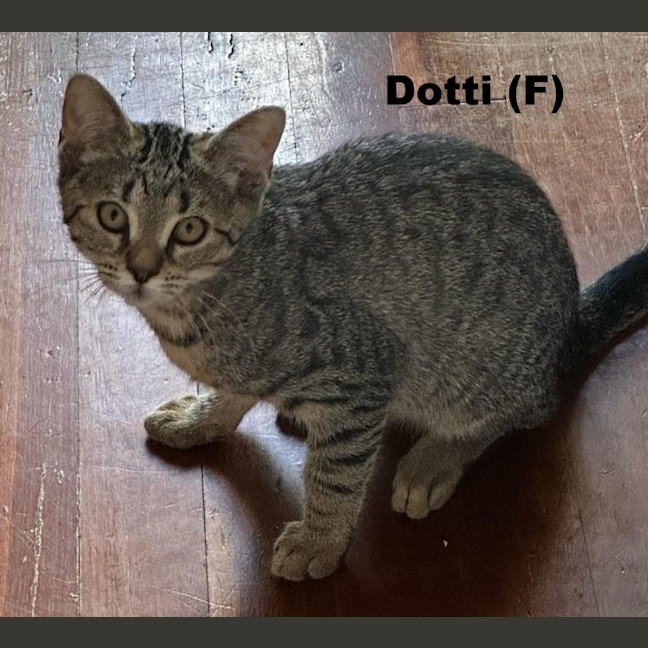 Photo of Dotti