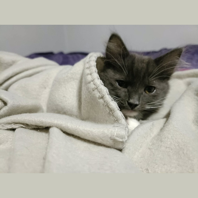 Photo of Freddie (Aubrey)