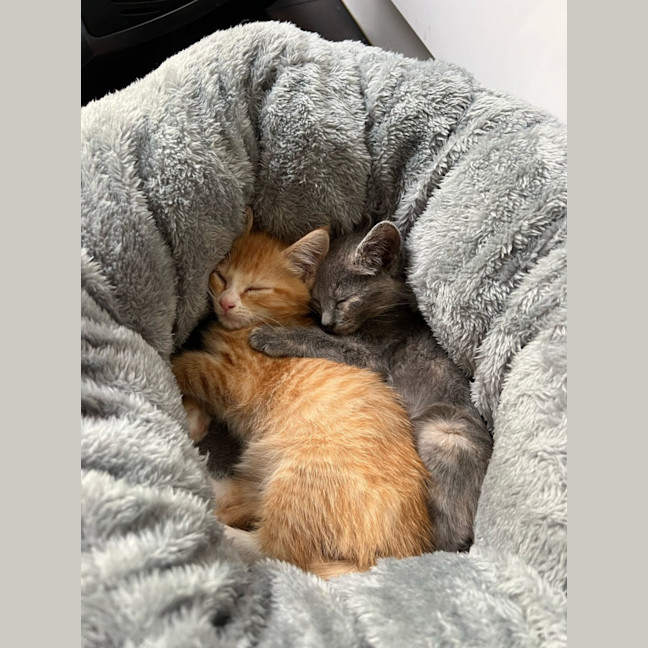 Photo of Casco & Ozzie