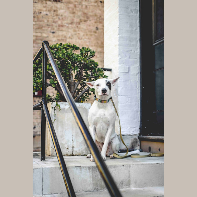 Photo of Luna Lou   2 Year Old Staffy X